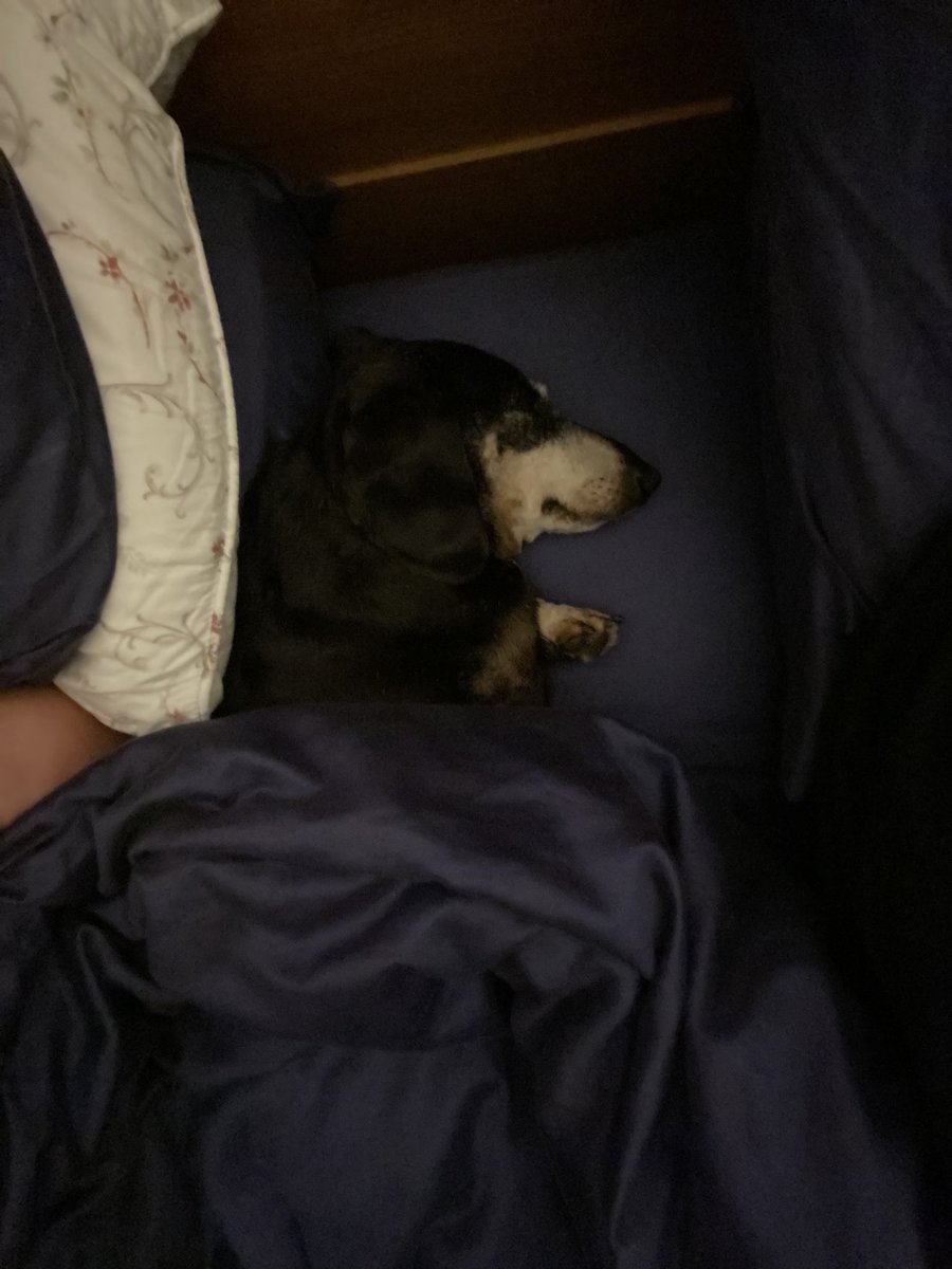 BorisDachshund's tweet photo. Good night tweeps #Dachshund #SausageArmy https://t.co/rkKM1Pe2Mw