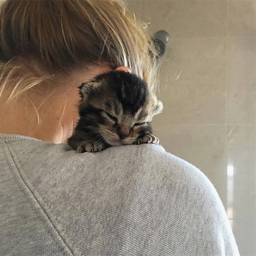 facekittens's tweet photo. https://t.co/iq7Ek8DpRl