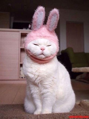 Cats Happiness tweet media