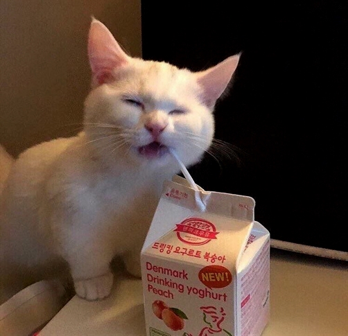 Hey Kitties tweet media