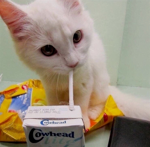 Hey Kitties tweet media