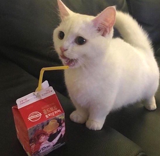 Hey Kitties tweet media