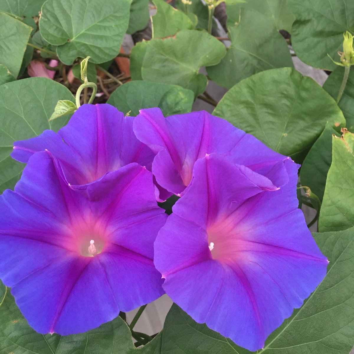 中野善夫 今朝の西洋朝顔 スノーフレーク と琉球朝顔