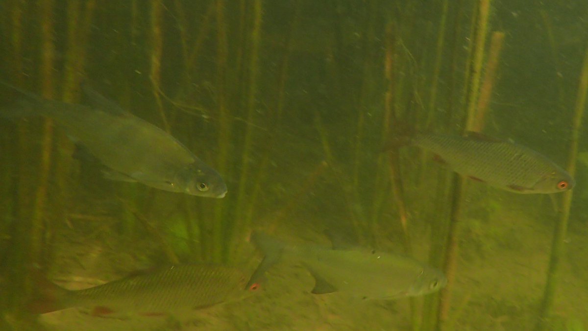 Least often seen fish today in Burwell Lode & Wicken Lode were Silver? & Common Bream. The only Pike photographed was a dead one - victim of vegetation cutter (too much valour on the part of the Pike?)? #wickenfen  #Fenland  #Fens  #Cambridgeshire 2/7