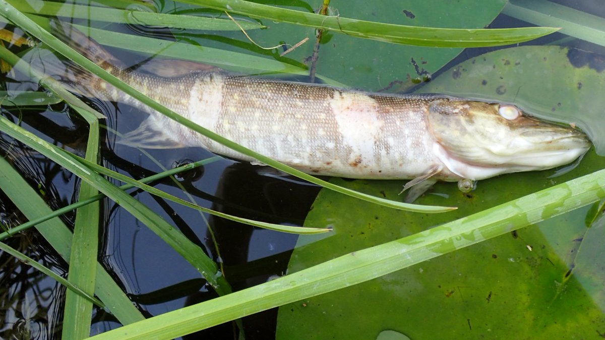 Least often seen fish today in Burwell Lode & Wicken Lode were Silver? & Common Bream. The only Pike photographed was a dead one - victim of vegetation cutter (too much valour on the part of the Pike?)? #wickenfen  #Fenland  #Fens  #Cambridgeshire 2/7