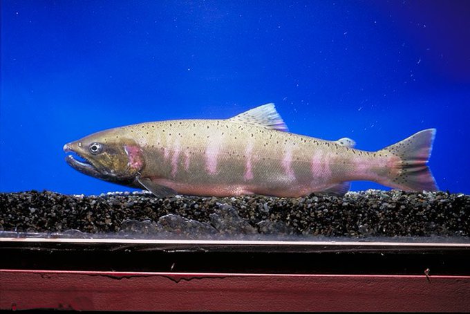 滋賀県に生息するビワマスの別名 雨の魚 ってなんと読む Sotokoto Online ソトコトオンライン 未来をつくるsdgsマガジン