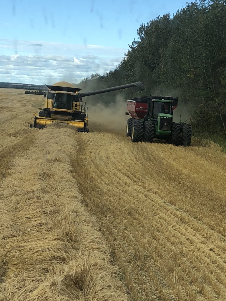 dustin_davis_'s tweet photo. Barley makes beer! #harvest20 #shellviewsod #Shellbrook https://t.co/NEW4CkCrfB
