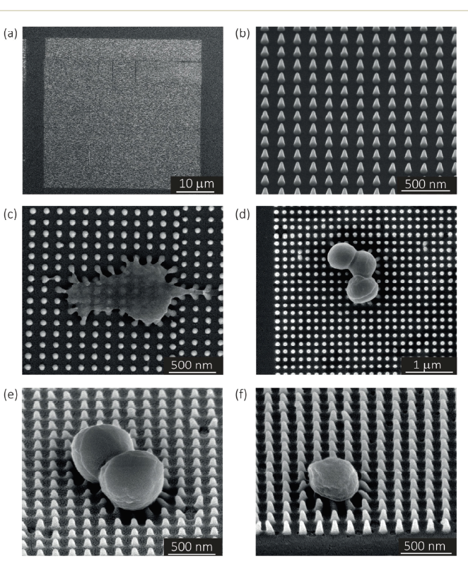 amir_zadpoor's tweet photo. 1) Mechanical properties of nanoscale patterns are crucial for determining the response of cells. Yet, there is limited data available. We studied the quantitative mechanics of individual nanopillars:
https://t.co/JFeJsw8qWT
@MahyaGanjian @MJMirzaali @KModaresifar @nanoscale_rsc https://t.co/3mVe0zRgtG