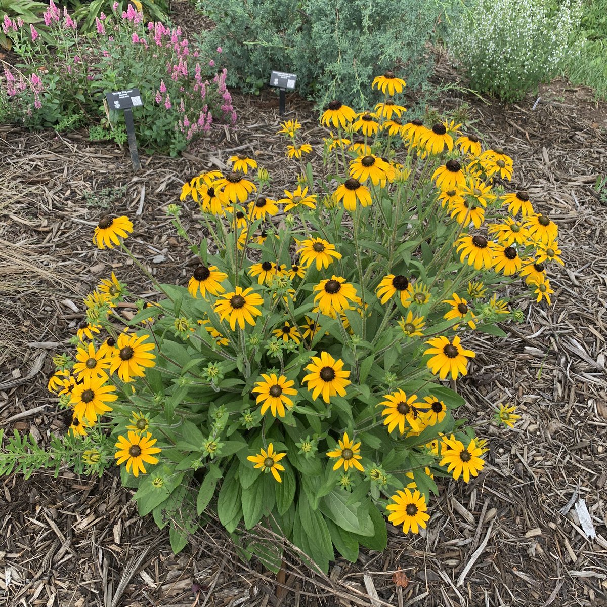 tracy_woods_'s tweet photo. I am very impressed with this #Rudbeckia American Gold Rush from @aasgardenwinners. It has grown exactly as described with bright, golden-yellow flowers, arched petals and a compact, shorter domed-shaped habit. #AASWinners #blackeyedsusan https://t.co/f6tpQdjWLB https://t.co/o6vGwcSywc