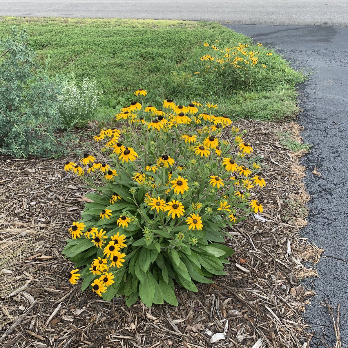 tracy_woods_'s tweet photo. I am very impressed with this #Rudbeckia American Gold Rush from @aasgardenwinners. It has grown exactly as described with bright, golden-yellow flowers, arched petals and a compact, shorter domed-shaped habit. #AASWinners #blackeyedsusan https://t.co/f6tpQdjWLB https://t.co/o6vGwcSywc