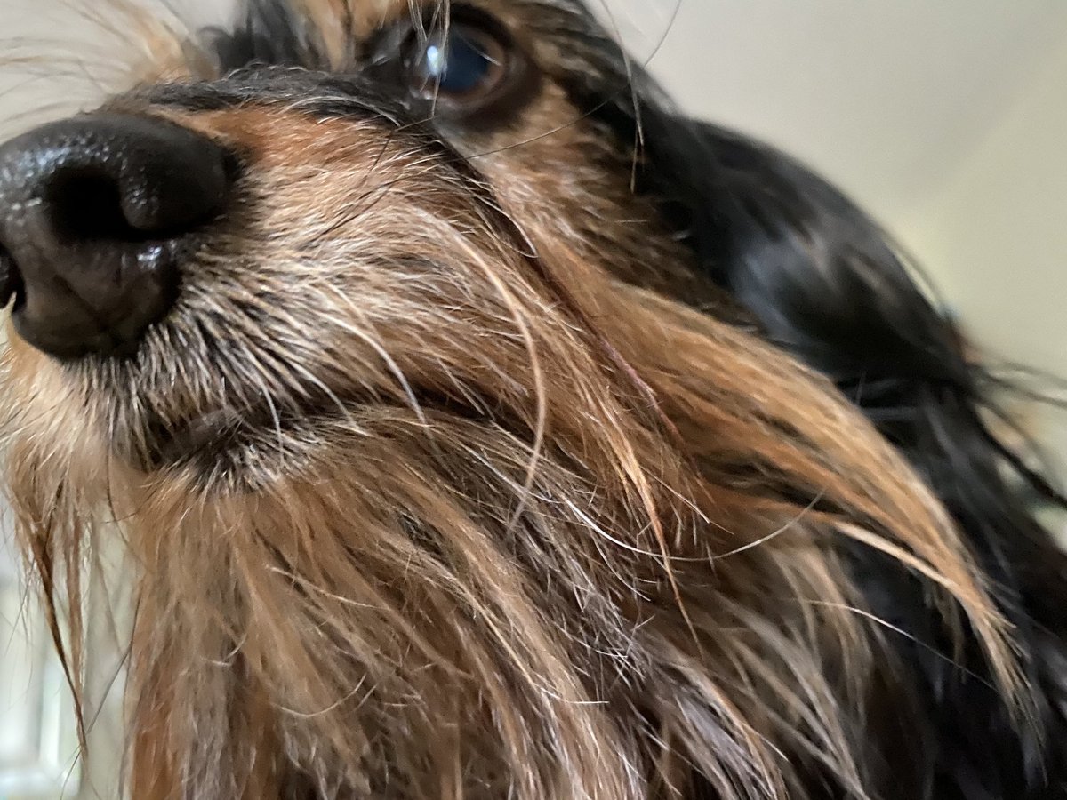 downtonluva's tweet photo. Iโve been pinned down by one who missed me today when I worked in the out #GoodThingHesEightPounds #Dorkie #NigelLovesMama #imTrapped https://t.co/hTQBntEV64