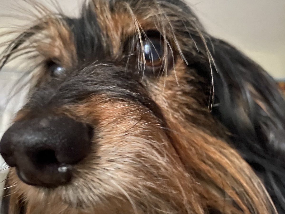 downtonluva's tweet photo. Iโve been pinned down by one who missed me today when I worked in the out #GoodThingHesEightPounds #Dorkie #NigelLovesMama #imTrapped https://t.co/hTQBntEV64