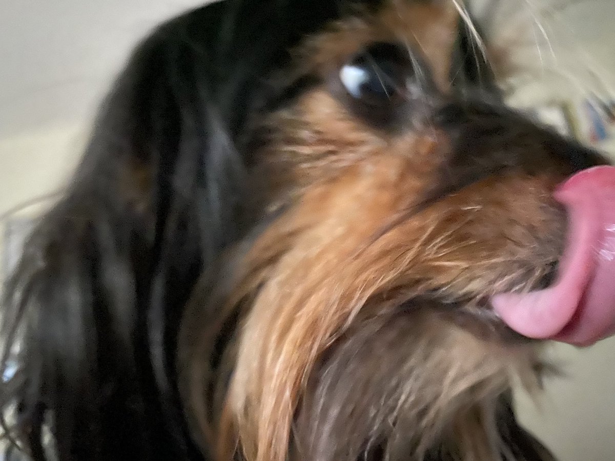 downtonluva's tweet photo. Iโve been pinned down by one who missed me today when I worked in the out #GoodThingHesEightPounds #Dorkie #NigelLovesMama #imTrapped https://t.co/hTQBntEV64