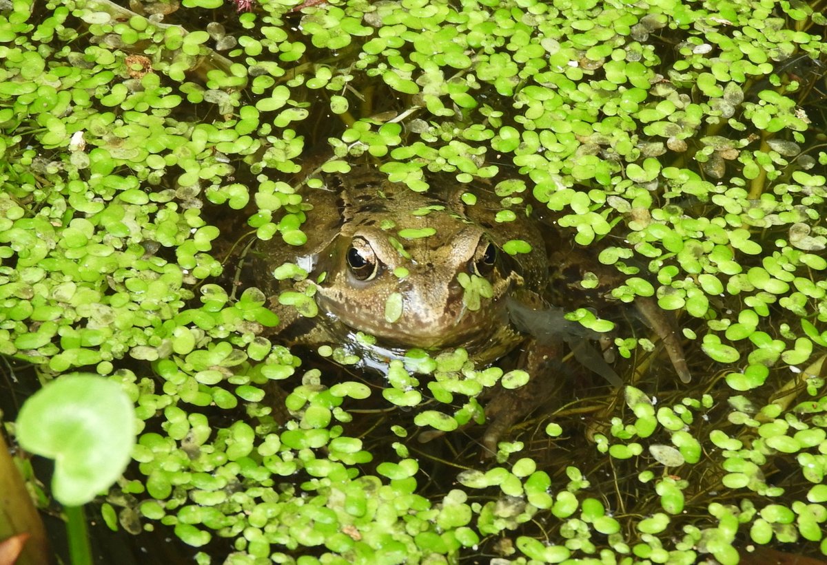Our little pond  has some new  inhabitants 🐸🐸 😀 #Twitterwildlife  
@NatureUK @wildlife_uk @ARC_Bytes @froglifers