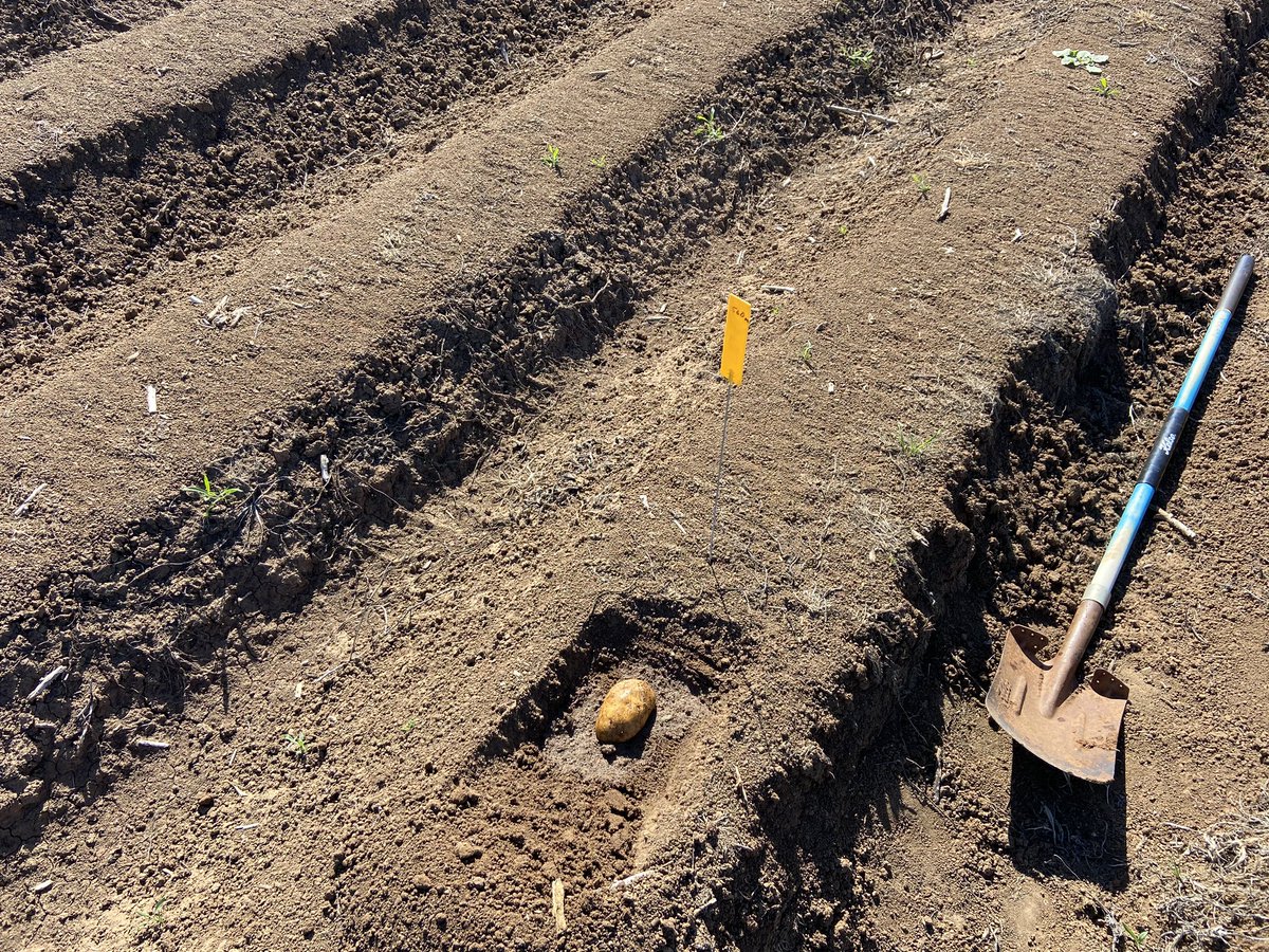 KokeeffeK's tweet photo. Spud baits.Wire worm numbers can be high after cereal rotation. Will be interesting cover crop v bare. @CottonInfoAust @CottonResearch @csd_cotton https://t.co/34Hx1n6kog