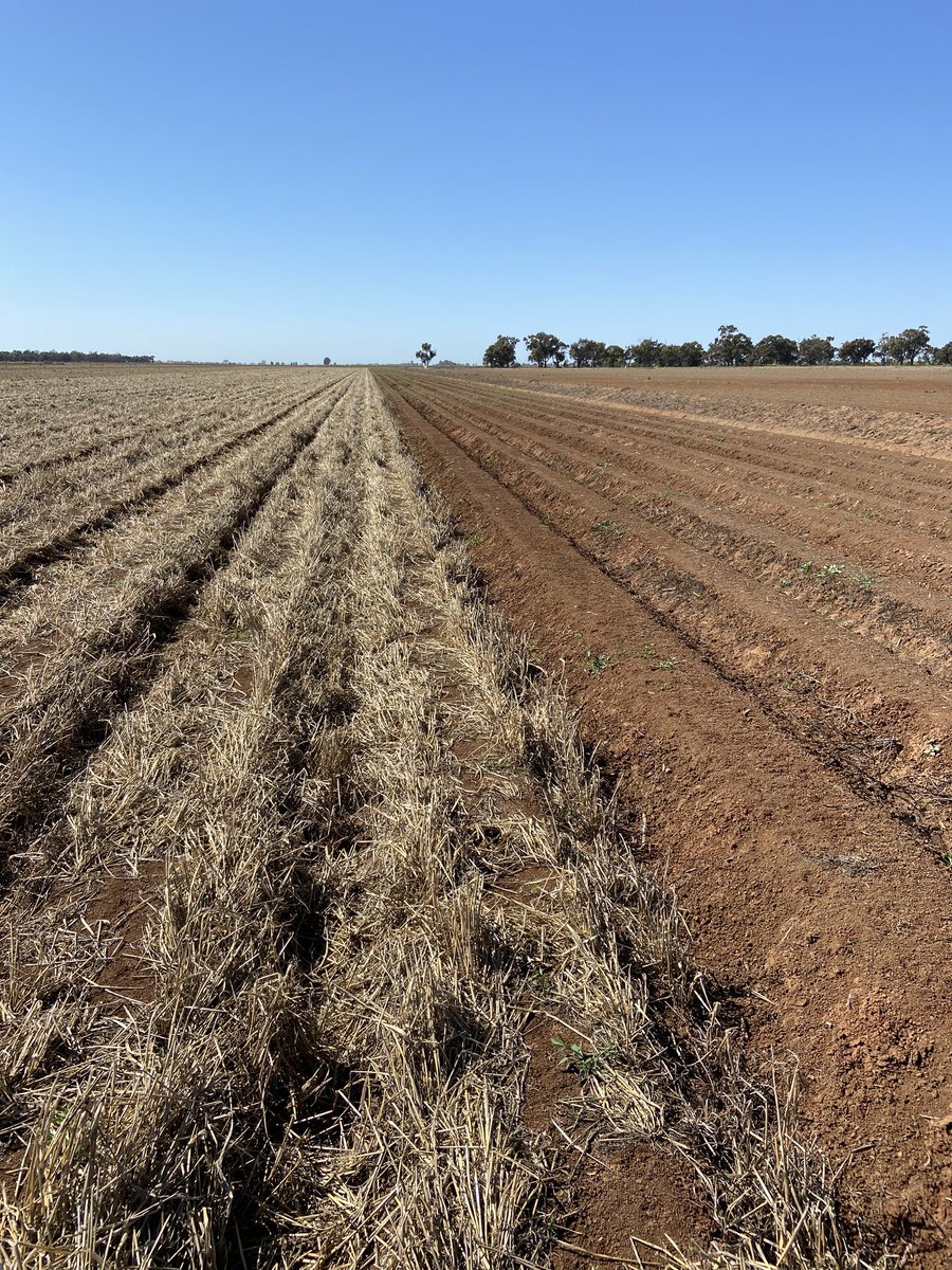 Spud baits.Wire worm numbers can be high after cereal rotation. Will be interesting cover crop v bare. <a href="/CottonInfoAust/">CottonInfo</a> <a href="/CottonResearch/">CRDC</a> <a href="/csd_cotton/">CSD</a>