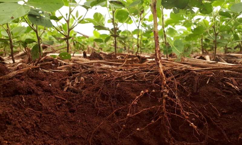 whoa - this is pretty rad! new #agtech allowing cultivators to 'listen in' on #plant root<>#microbe interactions directly. Data I was anticipating on #farmers data dashboard.

Researchers develop new chip design for analyzing plant-microbe interactions @ phys.org/news/2020-09-c…