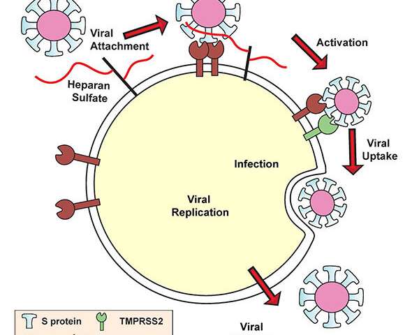 Discovery: Since January researchers have known SARSCoV2 uses ACE2 like a doorknob on surfaces of cells to enter the lungs. Now UC San Diego biologists have found the next step. SARS2 binds to heparan sulfate on lung cell surfaces &amp; ACE2 in to get inside phys.org/news/2020-09-c…