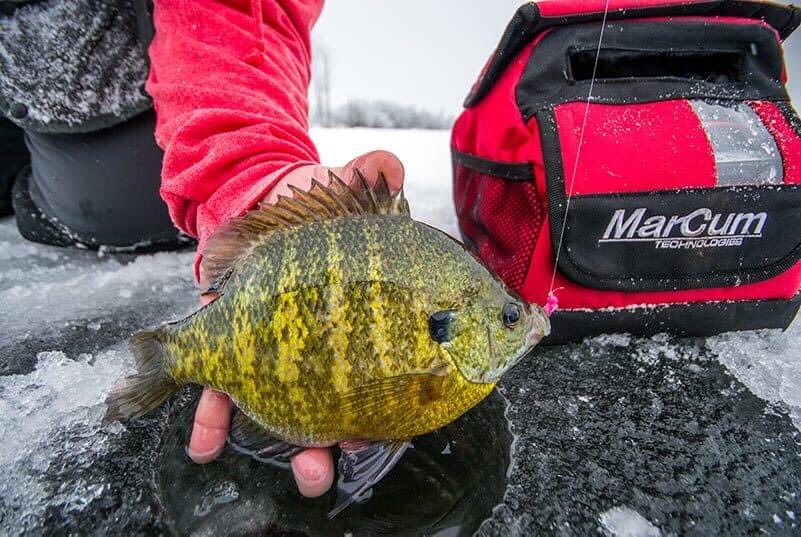 Can’t wait to get after these guys this winter!  #icefishing