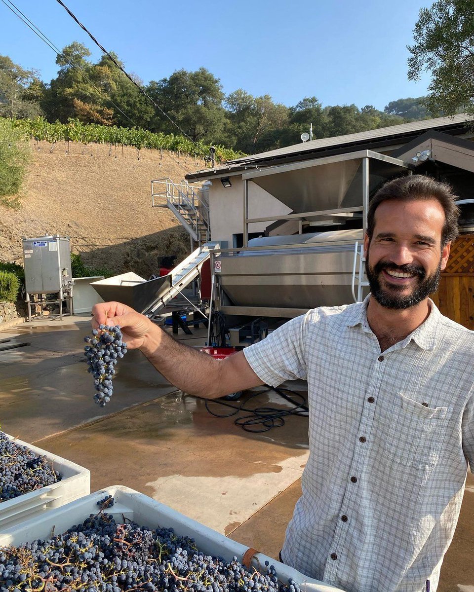 Check out those cluster formations (and those beautiful blue skies)! It's the first day of harvest @amizetta, and this morning they brought in seven tons of dry-farmed Merlot that was planted in 2014. It's a magical time of year in Napa Valley! 🍇🍷⠀
⠀
📷@amizetta⠀