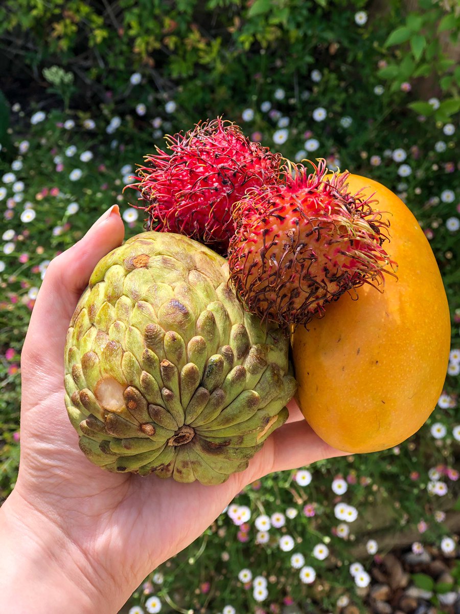 Picked up these beauties from Tropical Wave at the last @surrey_vegan market in #Guildford 🌱 

Rambutan, sugar-apple + honey melon 😋 Have you tried any of them before? 💚

#vegan #whatveganseat