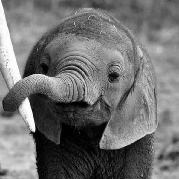 Click on the elephant             𓃰