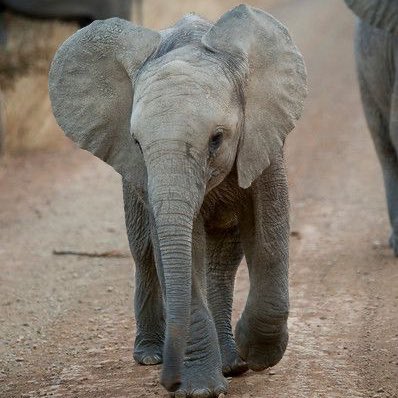 Click on the elephant             𓃰