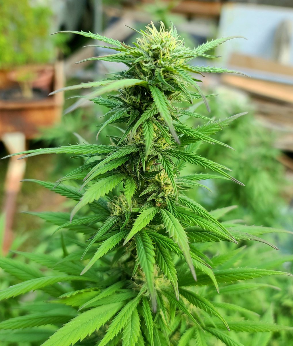 mainestonermom's tweet photo. Lady gorilla β π€
#cannabis #CannabisCommunity #marijuanacommunity #marijuana #indica #sativa #flowering #thctuesday https://t.co/vrrN5JlePg