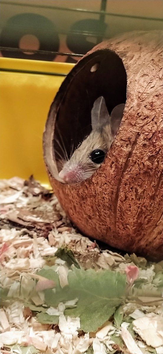 masetticristina's tweet photo. #Cairospinymouse #mouse 
🤔❓Having trouble transferring your mice from cage to cage? https://t.co/c54PDGWjJH