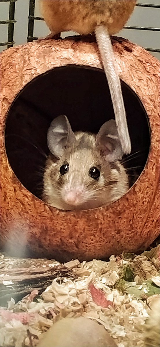 masetticristina's tweet photo. #Cairospinymouse #mouse 
🤔❓Having trouble transferring your mice from cage to cage? https://t.co/c54PDGWjJH