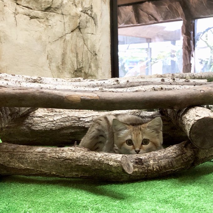 どうぶつ王国のtwitterイラスト検索結果 古い順