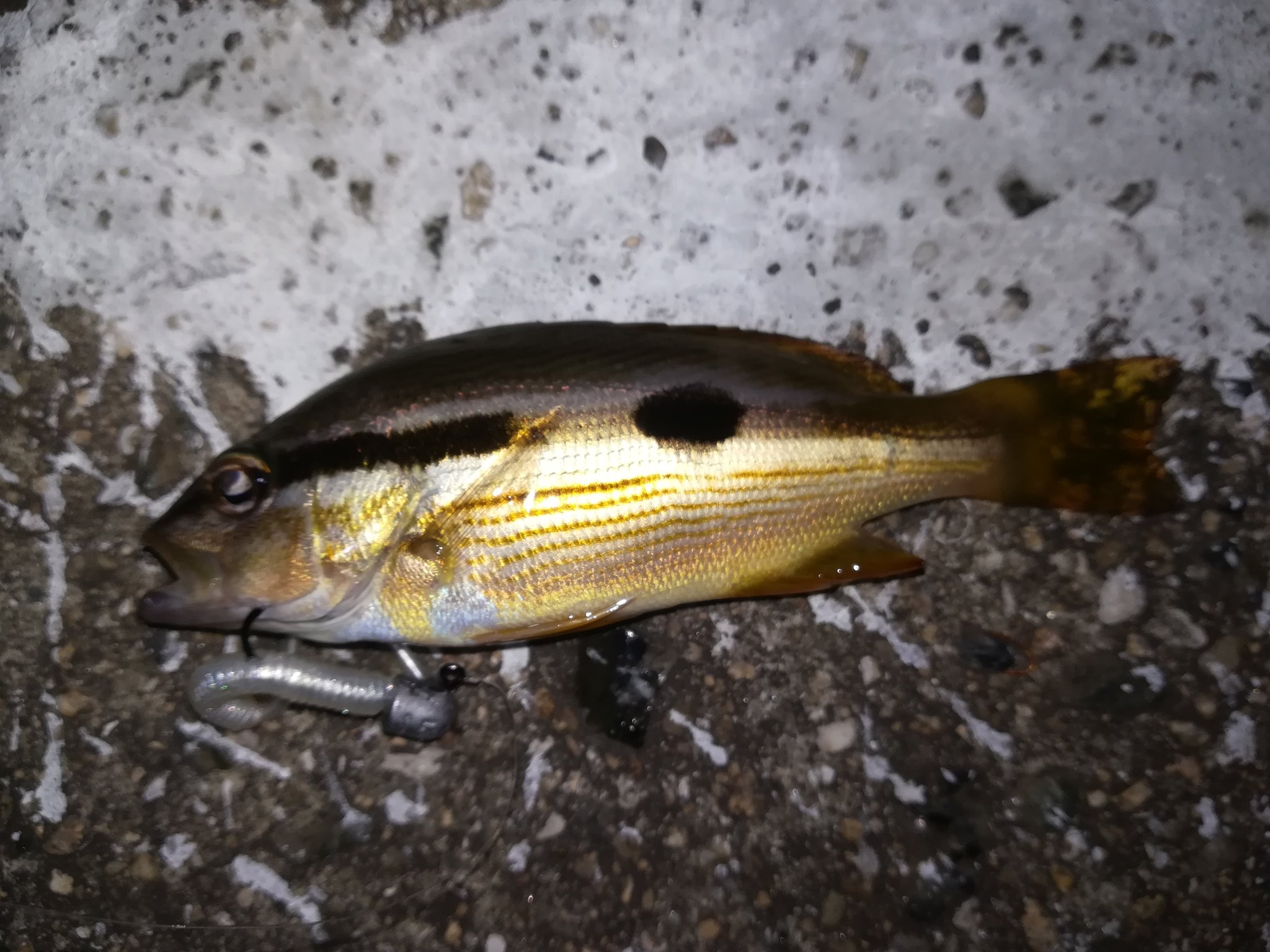 みへび 昨夜は名前のわからないお魚が釣れた福山市です それとキス ホゴ だれかこの魚の名前解る魚博士 教えて下さいませお願いしま す みへび 昨夜は名前のわからないお魚が釣れた福山市です それとキス ホゴ だれかこの魚の名前解る魚博士 教えて下さいませお願いしま す
