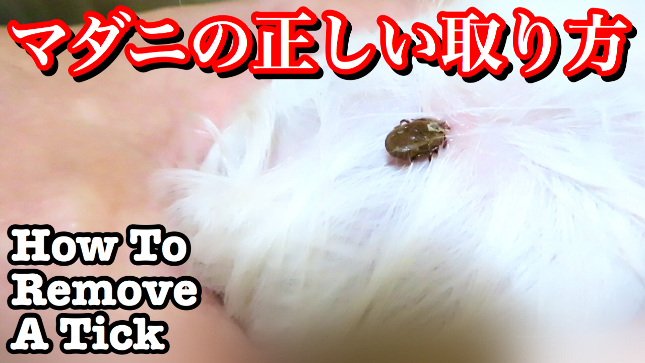 Pet Story レオ日記 今回はマルプーの子犬についた マダニを取ります 閲覧注意 アメリカ アメリカブログ アメリカ マダニ マダニの取り方 犬にマダニ Ticks Maltipoo Puppy マルプー子犬 マルプー Howtoremoveticks 閲覧注意