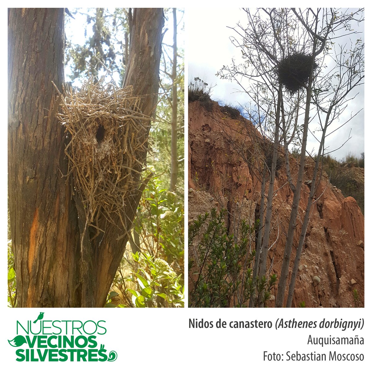 Vecinos_silvest's tweet photo. #nidos construidos por #canasteros🐦🧺, son cerrados y de una sola entrada. Padre y madre trabajan juntos, gracias a lo que aprendieron en su vida saben qué ramitas y qué lugares son los mejores y más adecuados🌵🌳. ¿Has visto esto nidos?👀Envíanos una foto! 😉📱#avesurbanas https://t.co/TFOdWy30ll