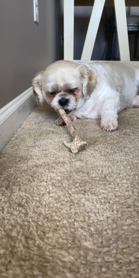 Lynchburger Pet Products tweet media