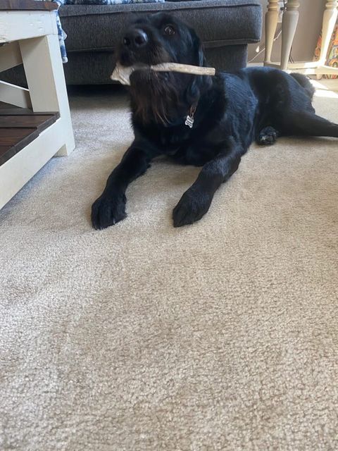 Lynchburger Pet Products tweet media