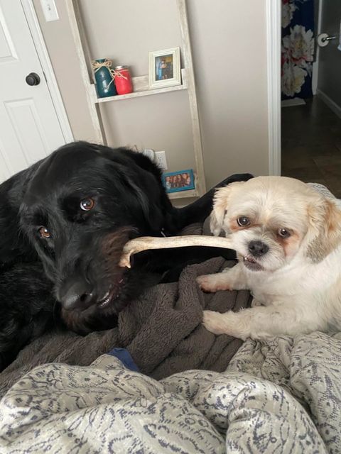 Lynchburger Pet Products tweet media