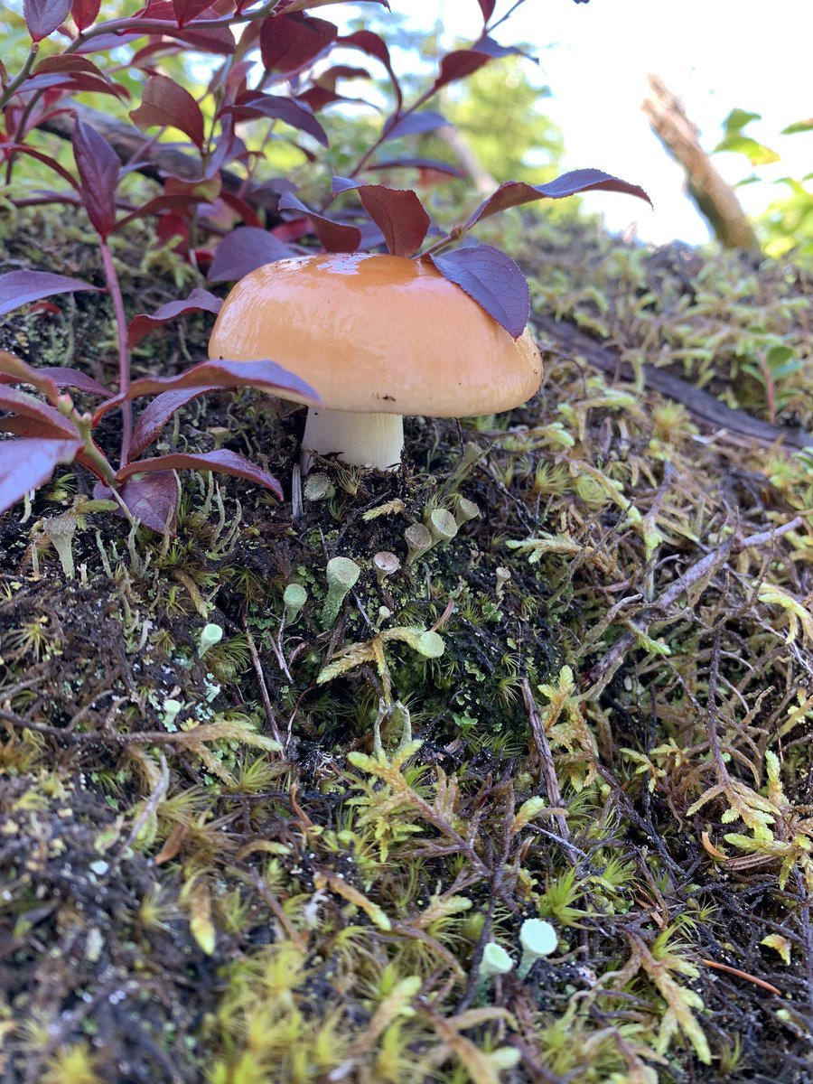 AmandaCMcCallum's tweet photo. There were no smurfs to be found, but Iβm always amazed by the variety of mushrooms π observed while hiking the #WhiteHorsePath on the @EastCoastTrail
#ECTLove #ExploreNL #HikeNL #Biodiversity #SpendTimeInNature https://t.co/Qp2ewFUDTw