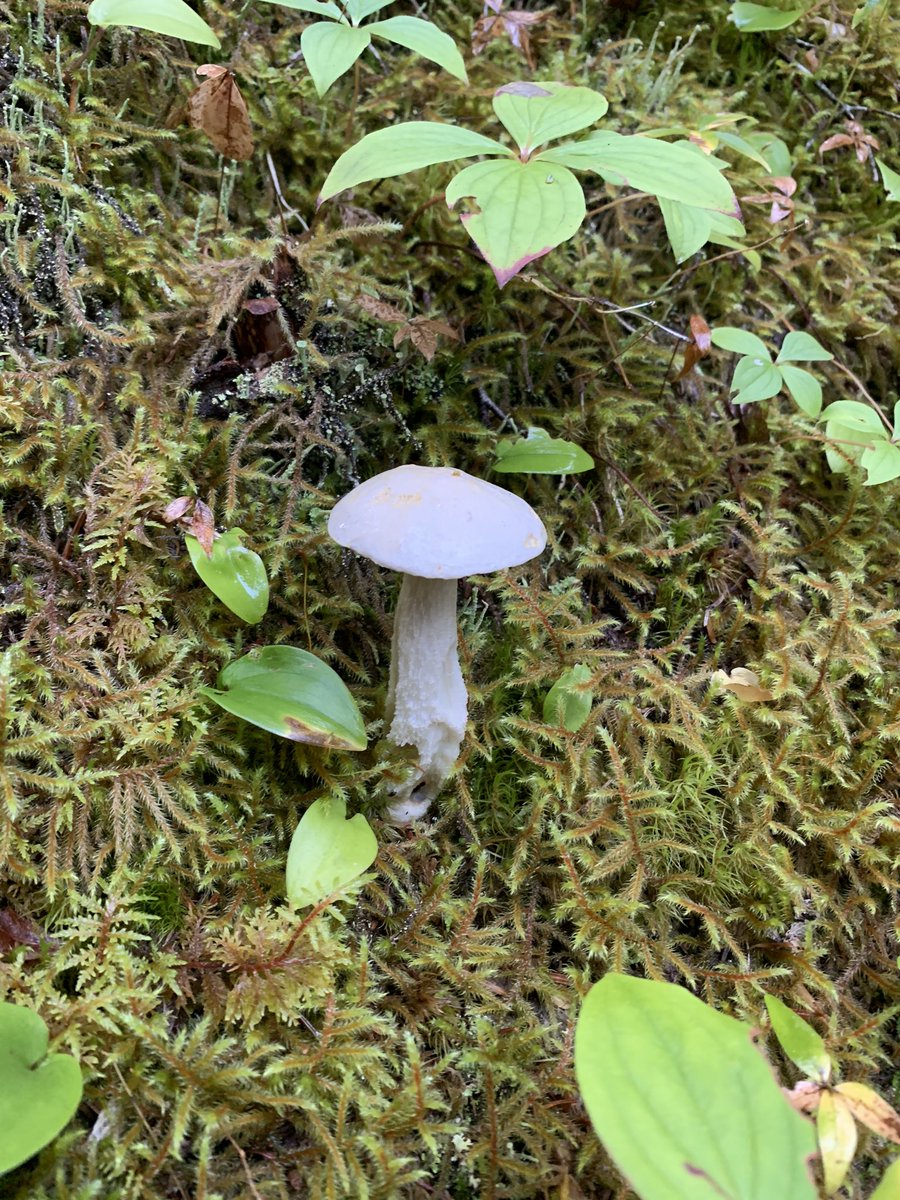 AmandaCMcCallum's tweet photo. There were no smurfs to be found, but Iβm always amazed by the variety of mushrooms π observed while hiking the #WhiteHorsePath on the @EastCoastTrail
#ECTLove #ExploreNL #HikeNL #Biodiversity #SpendTimeInNature https://t.co/Qp2ewFUDTw