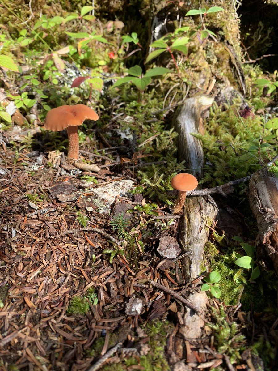AmandaCMcCallum's tweet photo. There were no smurfs to be found, but Iβm always amazed by the variety of mushrooms π observed while hiking the #WhiteHorsePath on the @EastCoastTrail
#ECTLove #ExploreNL #HikeNL #Biodiversity #SpendTimeInNature https://t.co/Qp2ewFUDTw