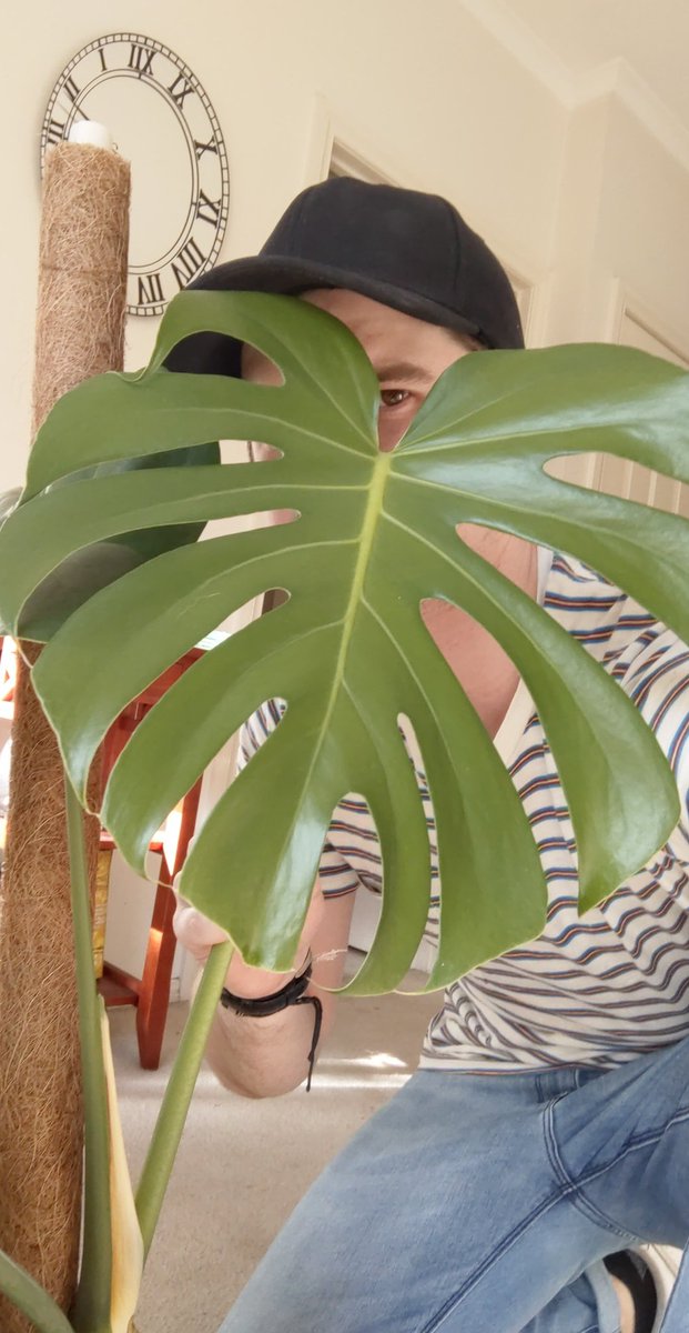 JimRecard's tweet photo. I like big plants and I cannot lie https://t.co/EZ0XQFR6zf