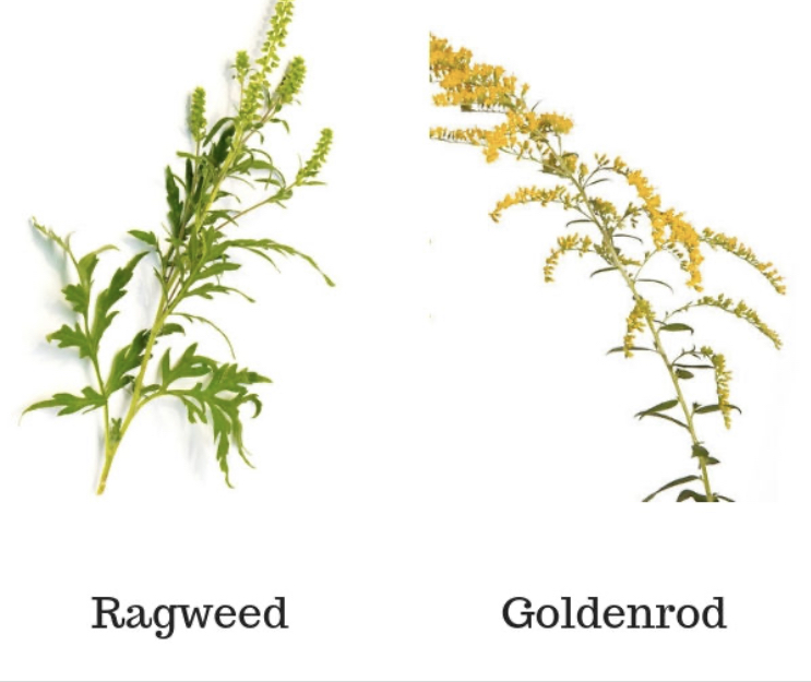 BVAAClinics's tweet photo. It is ragweed season. Pollen counts are transitioning as is the season. Tree pollen is no longer present. Grasses and weeds are both present at a moderate concentration. https://t.co/59luHZ6MR9