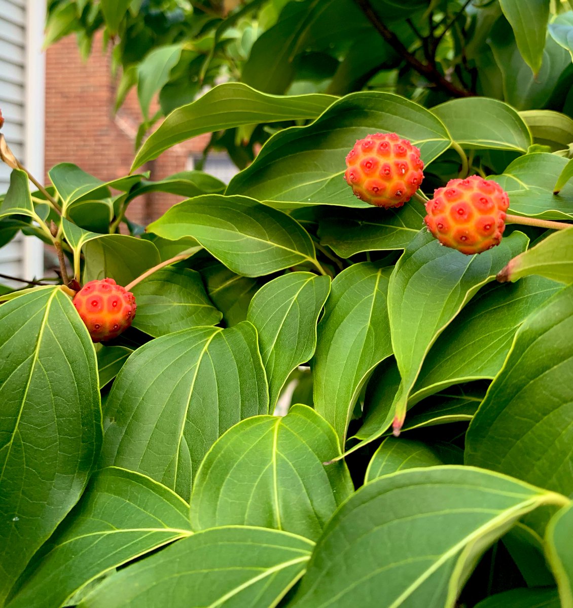 Is it me, or does my tree look like it’s growing COVID-19? #coronavirus #coronatree #buffalo