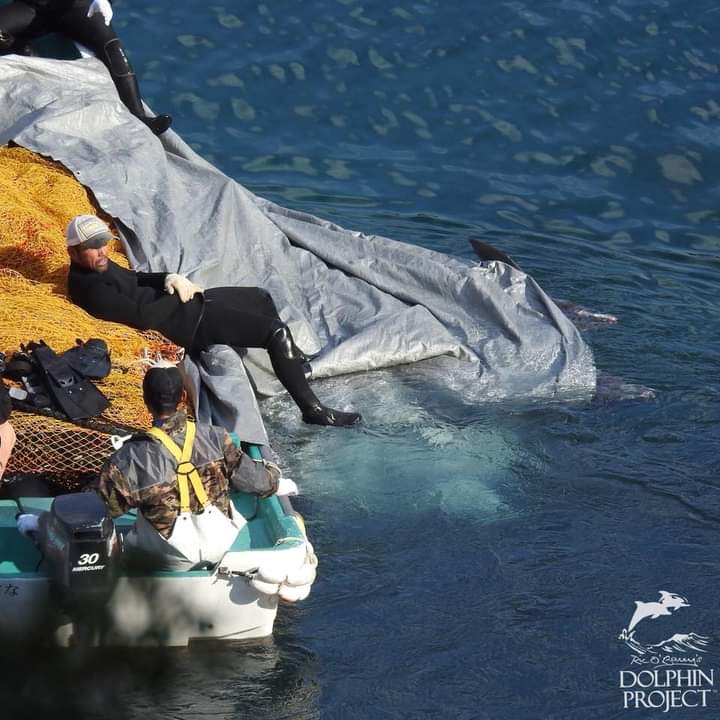 岬が血で染まろうとしています。止めるために力をお貸しください。  #dontbuyaticket #イルカ天使