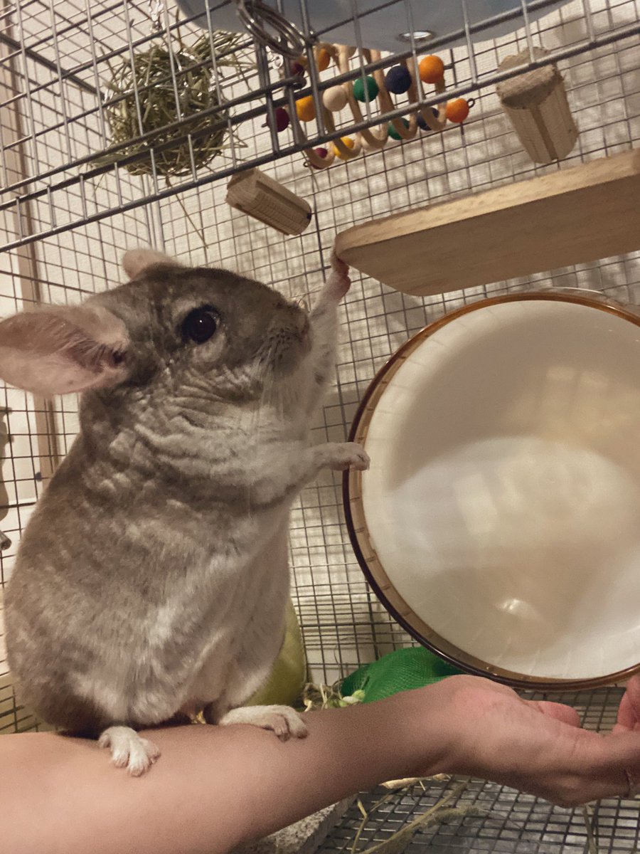 DaiaryDede's tweet photo. 腕のりデデ🐭💓

#チンチラ
#デデ
#チンチラブラウン
#チンチラのいる暮らし
#小動物
#アニマル
#chinchilla
#chinchillalife
#animal https://t.co/xQ7B2sKMmh