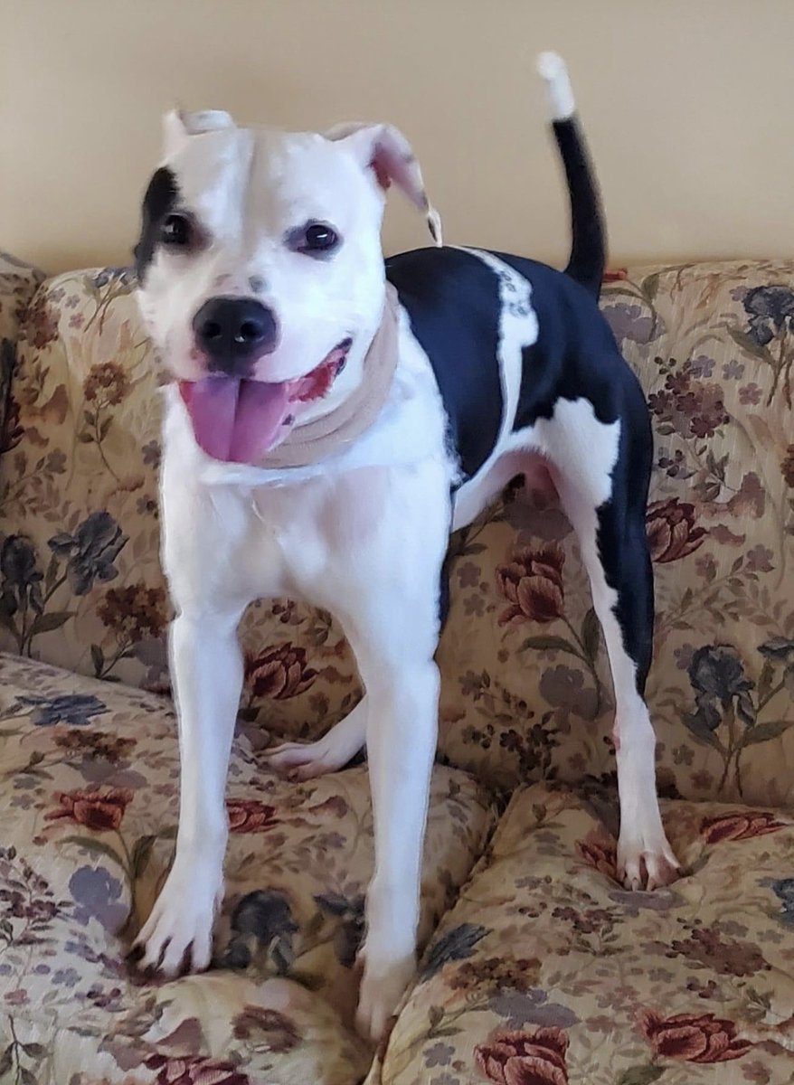 reddogsusie's tweet photo. VICKERS IS SAFE!❤️��️🎉🎉
Thanks to Snowden Grove Animal Hospital.
Pledges/donations to:
PayPal: Snowdengrovevet@yahoo.com. Phone is 662-536-1916.
Pls ref: Vickers #MASA709
Thank you to everyone who shared him☺️
#Memphis https://t.co/72X8IRYgTx