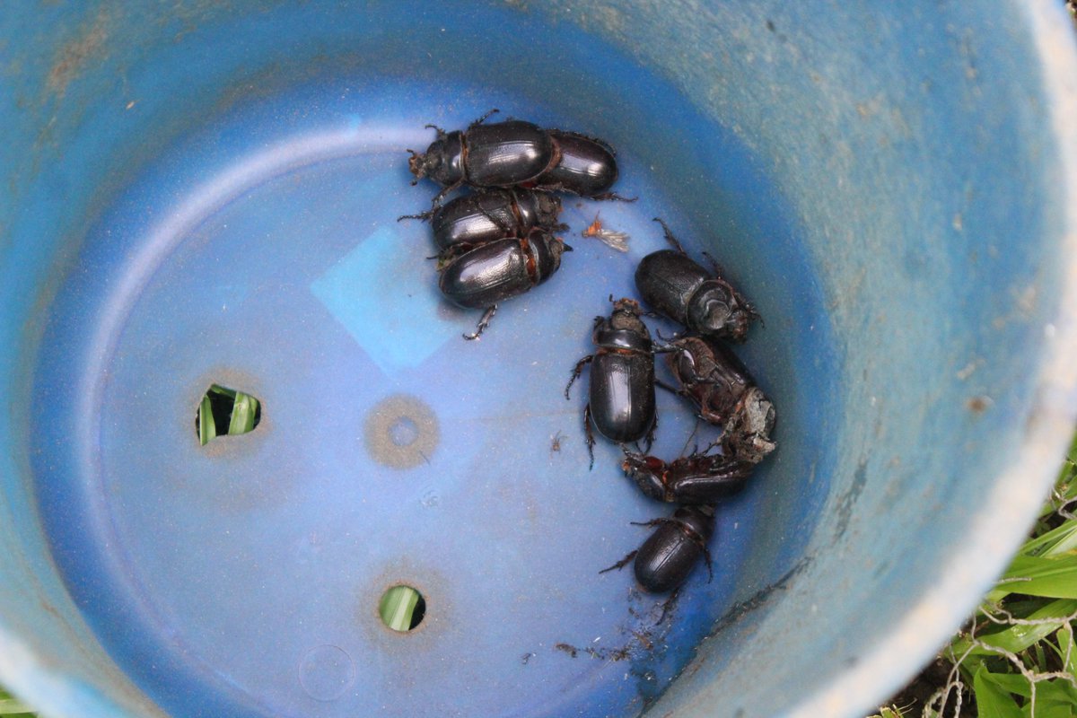 ParcProject's tweet photo. The rhinoceros larvae (grubs) are milky white with red heads. The body is C-shaped, has three pairs of segmented legs, and is grayish.  CRBs are one of the major causes of the destruction of coconut trees in the Pacific.  For control and symptom measures: https://t.co/VSdRtqQbCB https://t.co/EpesHU2mGM