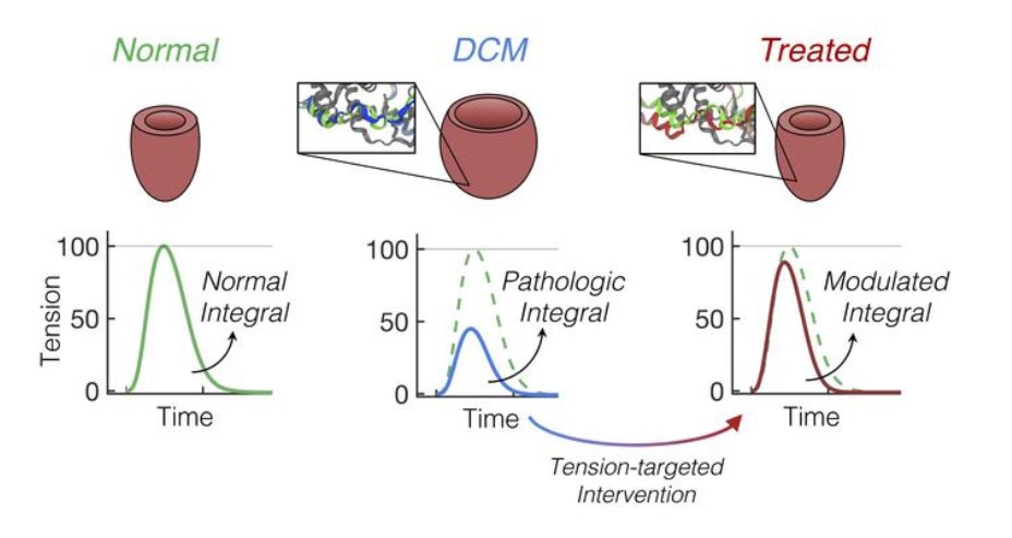 LabRegnier's tweet photo. Kudos to @FMoussaviHarami and team @J_Powers_ @JD98119 @MichaelRegnier9 for pioneering work showing modulation of the tension time integral combining computational and experimental methods to mitigate the remodeling in the heart with #sarcomeric #mutation! @UWISCRM @UWMedicine https://t.co/Wqk7aLCDdg