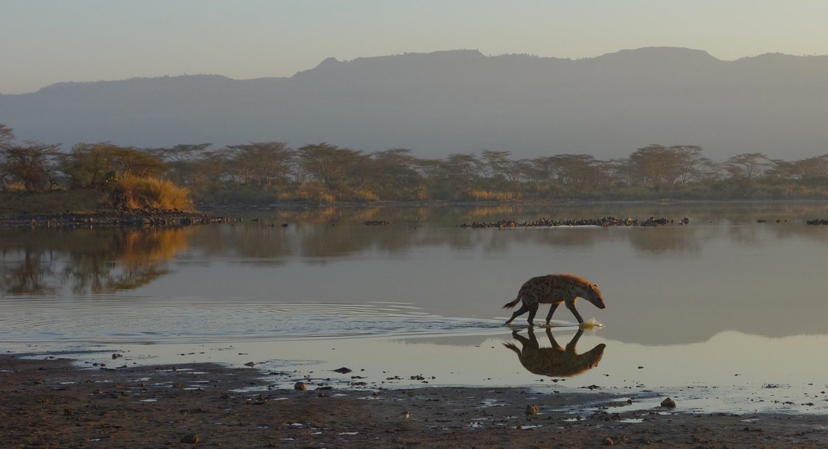 We did our collaring at dawn or dusk. KWS vets prefer not to use Telazol (& prefer a drug that doesn't really knock 'em out right away), so we had to be careful not to dart near any bodies of water since our  #hyenas are often near water.  #TechniqueTuesday  #BlackMammalogists
