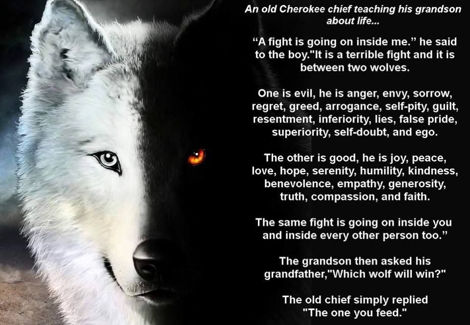 glennthecop's tweet photo. A Tale of Two Wolves...
#staypositive #feedthegood
#taleoftwowolves https://t.co/qnaFb7XMH6